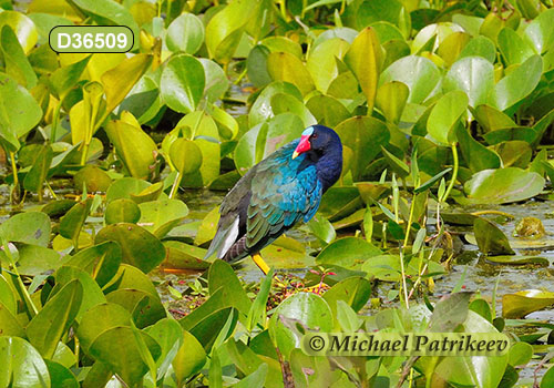 Porphyrio martinica